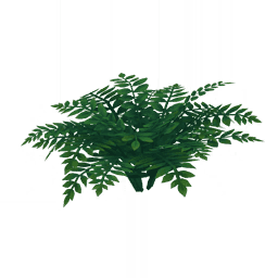 «Перистые листья»