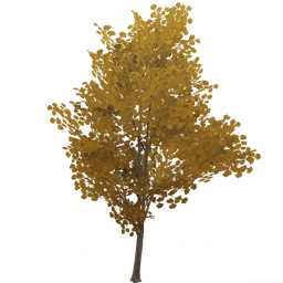 Янтарное жемчужное дерево