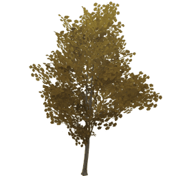 Увядшее жемчужное дерево