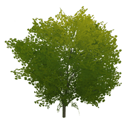 Зелёное жемчужное дерево