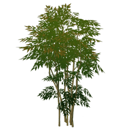 Густое дымчатое дерево