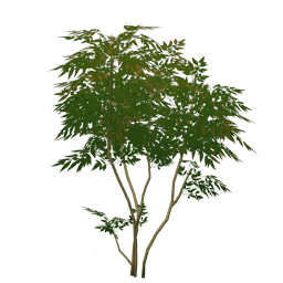 Пышное дымчатое дерево