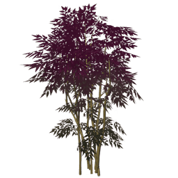 Густой краснолистник