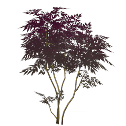 Пышный краснолистник