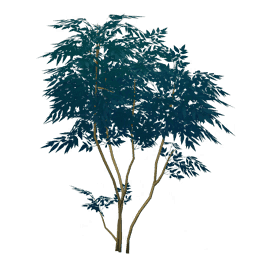 Пышное бабочковое дерево