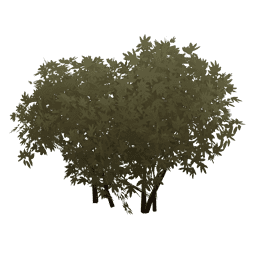 Жасминовые близнецы