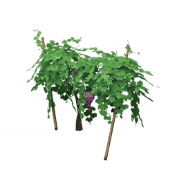 Молодая виноградная лоза