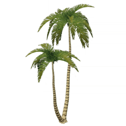 Серебряная кокосовая пальма