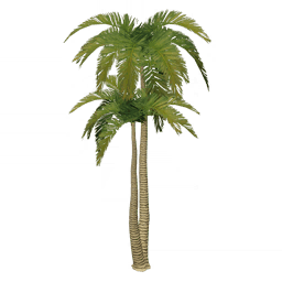 Белопесчаная кокосовая пальма