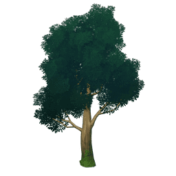 «Цвет ветра»