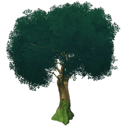 Зрелое дерево цуйхуа