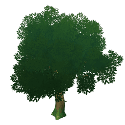 Молодое дерево цуйхуа