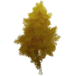 Высокая берёза