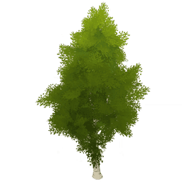 Саженец берёзы