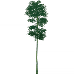 Облачный бамбук