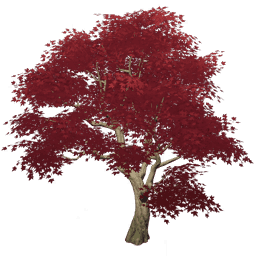 Алый морозный цветок Цю Юэ