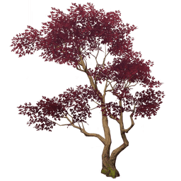 Пробуждение красного коршуна