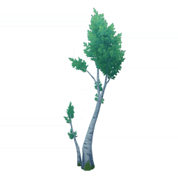 Зеленеющее дерево