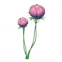 Сон о сакуре и морском грибе