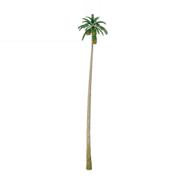 Разноцветная кокосовая пальма