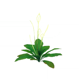 Зелень цветочных вод