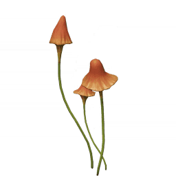 Красный колышевик