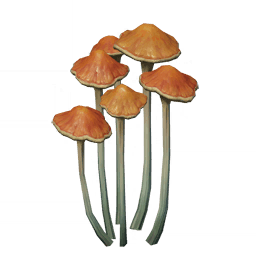 Коричневый пальмовик