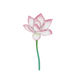 Лотос под дождём