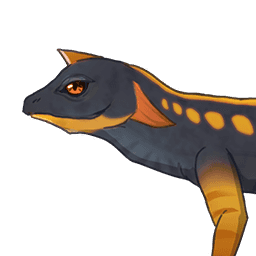 Краснохвостая ящерица